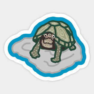 Curious Tortoise Graphic Design Sticker